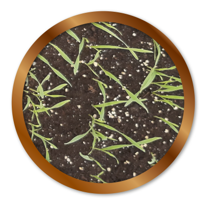 BACTIM® SOL 200 мл/дка2l/ha